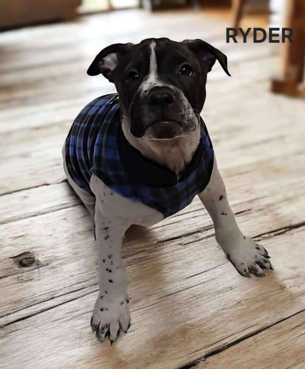 Ryder! Sweet Boy!