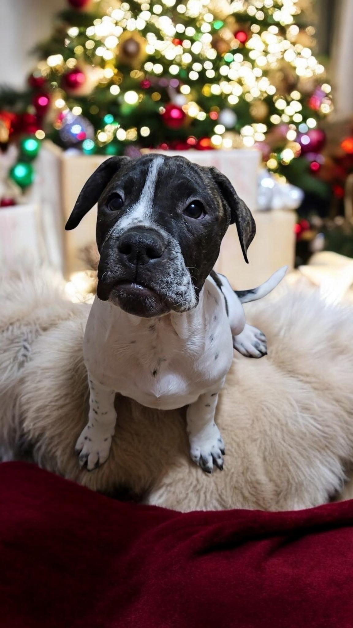 Ryder! Sweet Boy! thumbnail 3