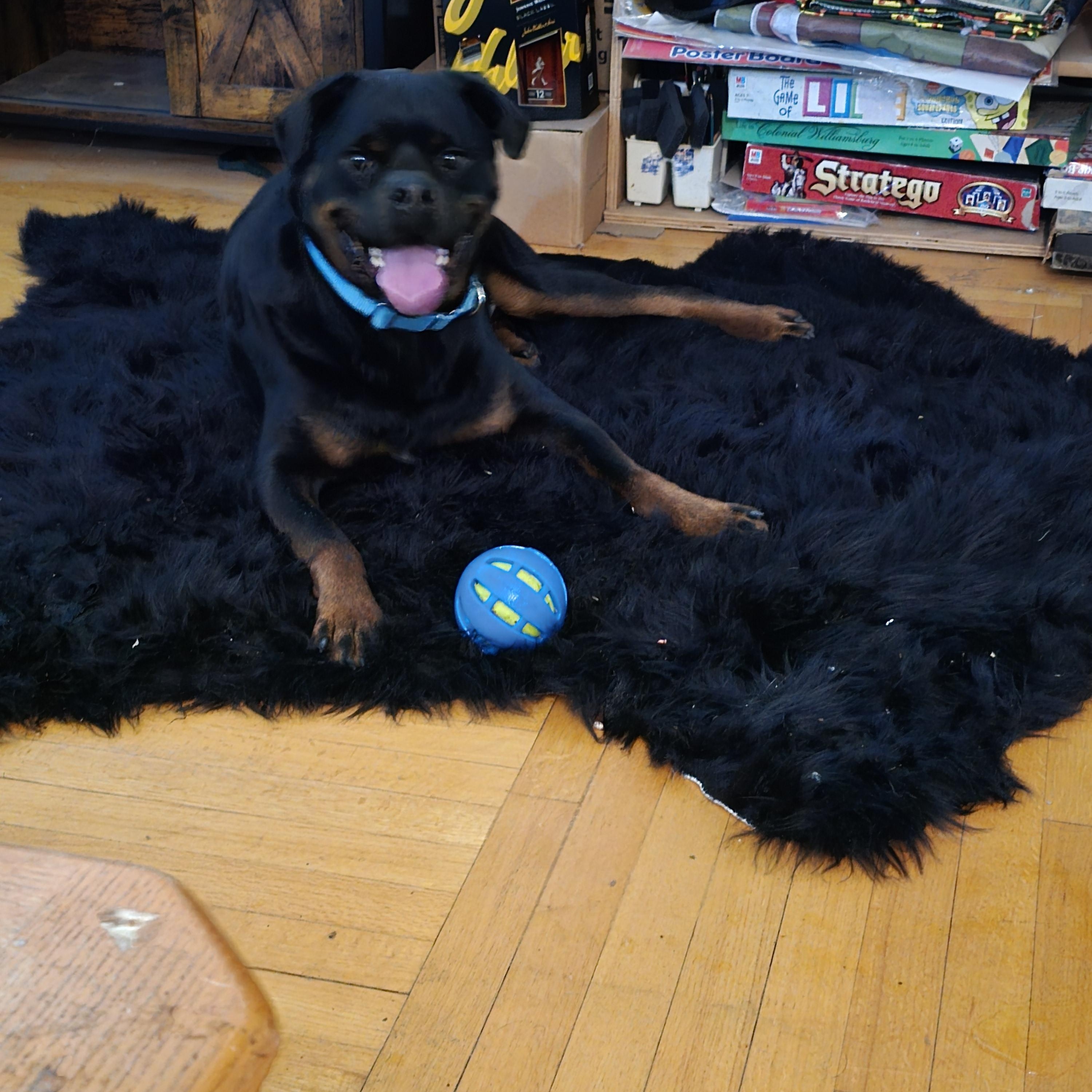 Roscoe, Adoptable, Adult Male Rottweiler.