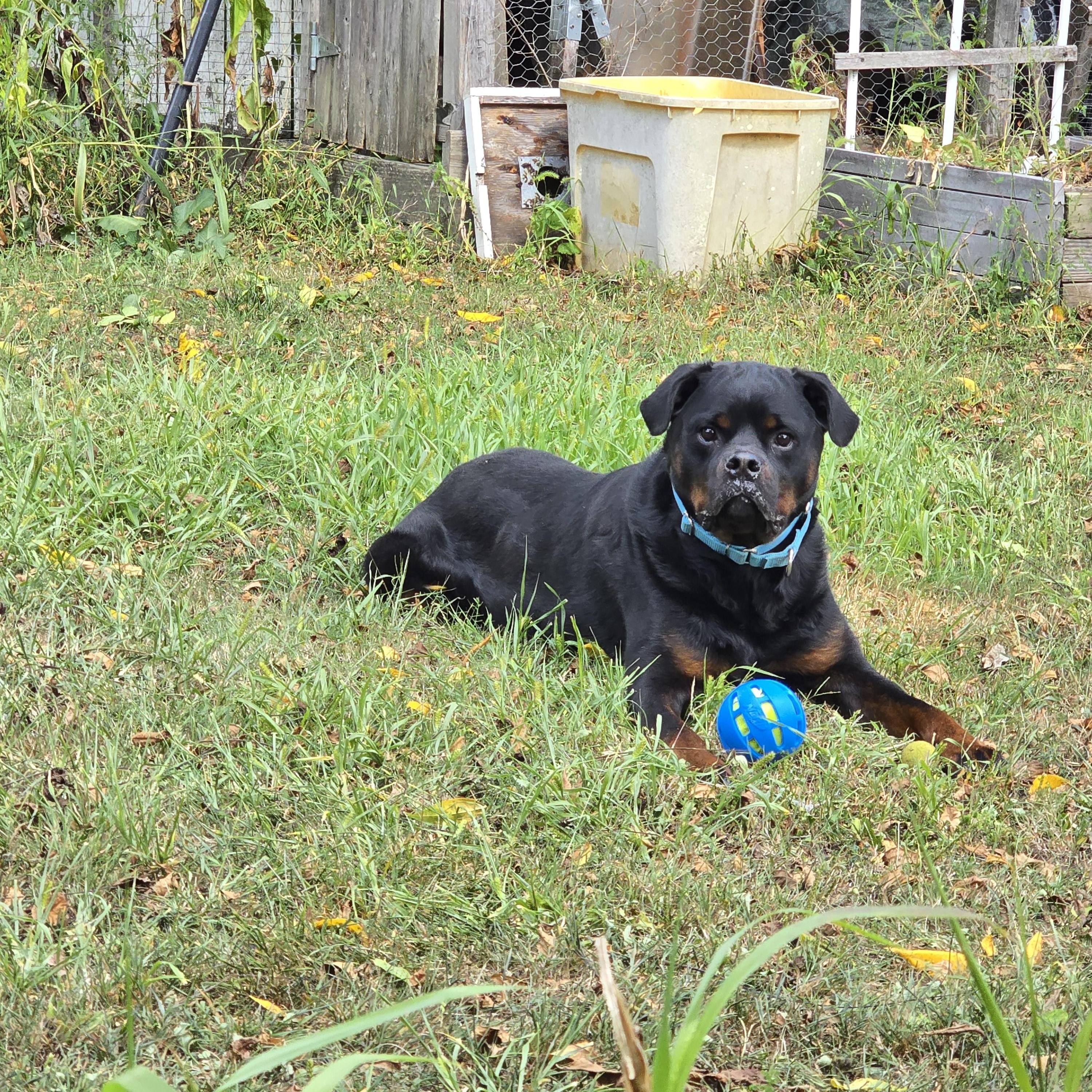 Roscoe, a Adoptable Rottweiler in Cuddebackville, NY image 2/3