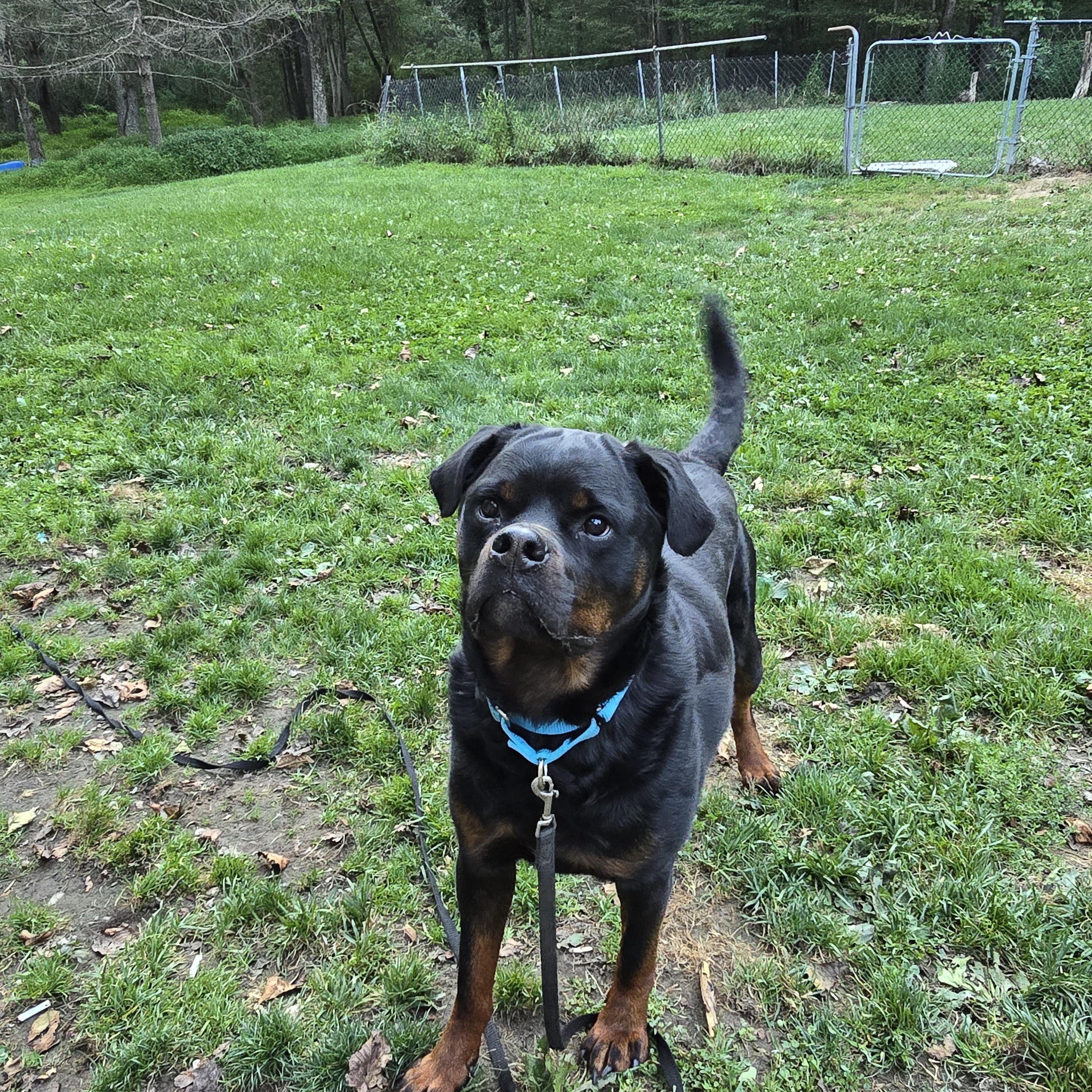 Roscoe, a Adoptable Rottweiler in Cuddebackville, NY image 3/3