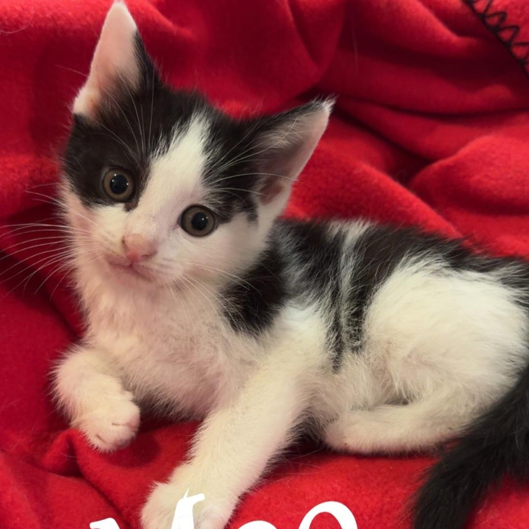 Enlarge Moo, an adopted American Shorthair in Staten Island, NY image 2/4