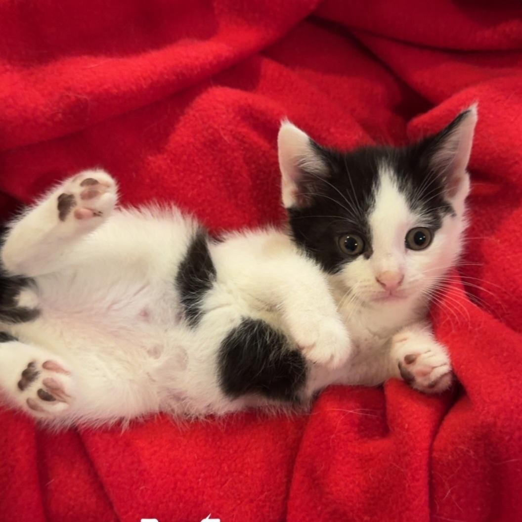Enlarge Moo, an adopted American Shorthair in Staten Island, NY image 1/4