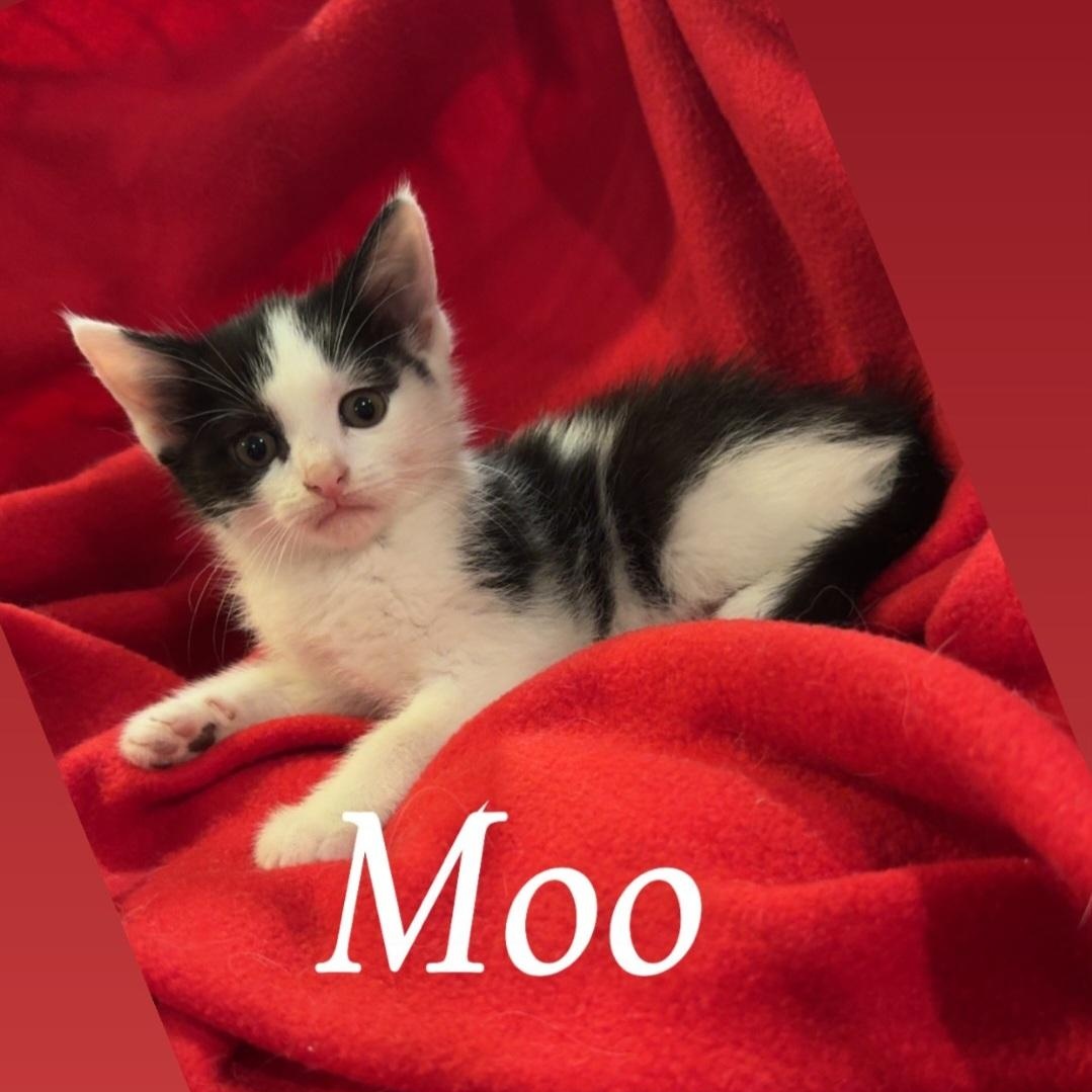Enlarge Moo, an adopted American Shorthair in Staten Island, NY image 4/4