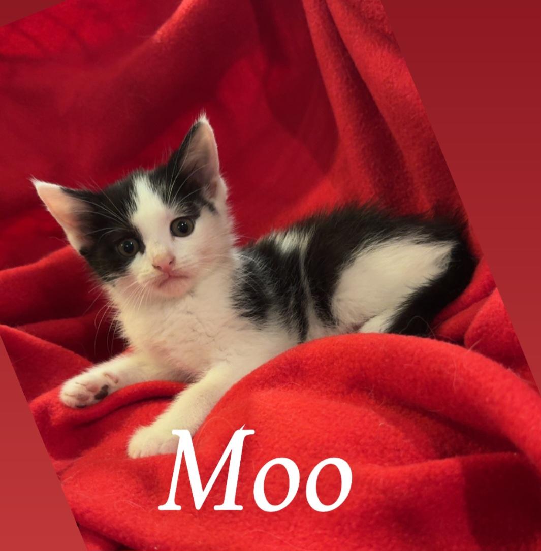 Enlarge Moo, an adopted American Shorthair in Staten Island, NY image 3/4