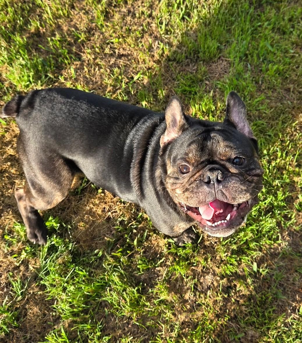 Juicy Jay, ADOPTABLE, Young Male French Bulldog & English Bulldog.