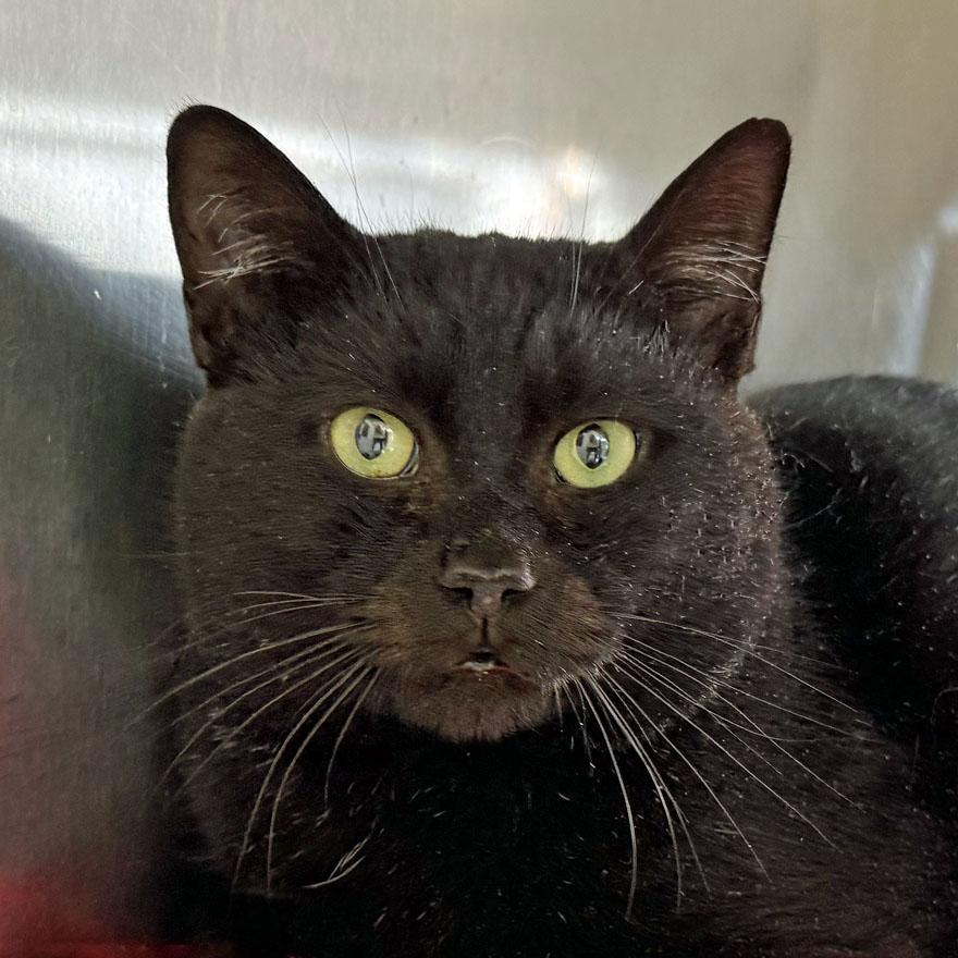 Lloyd, adopted, Adult Male Domestic Short Hair & Extra-Toes Cat / Hemingway Polydactyl.