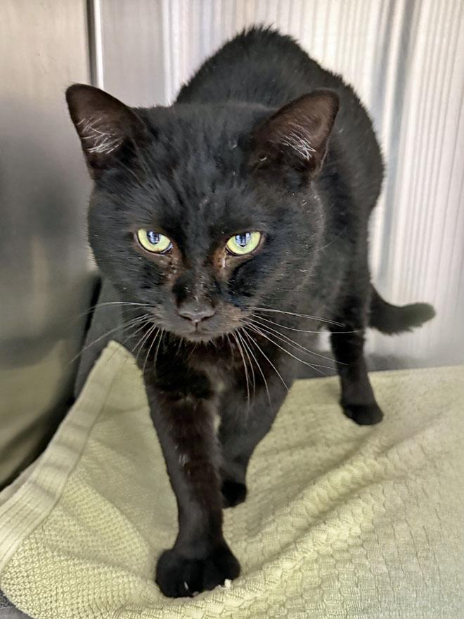 Lloyd, an adopted mixed breed in E Falmouth, MA image 4/4