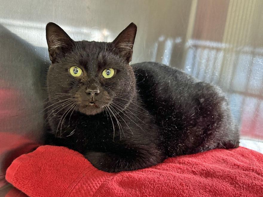 Lloyd, an adopted mixed breed in E Falmouth, MA image 3/4