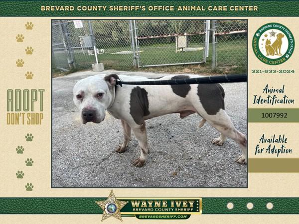 Enlarge Scrappy, a Adoptable mixed breed in Melbourne, FL image 1/1