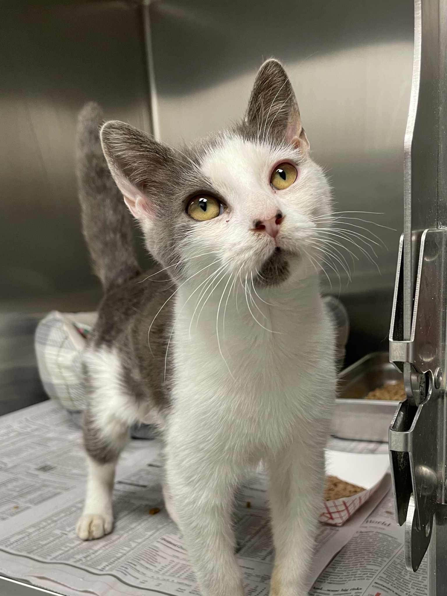 Enlarge Tito, a Adopted Domestic Short Hair in Covington, VA image 1/1