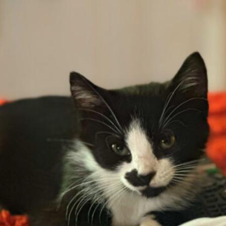 Enlarge Fern, a Adoptable Domestic Short Hair in Chapel Hill, NC image 1/2