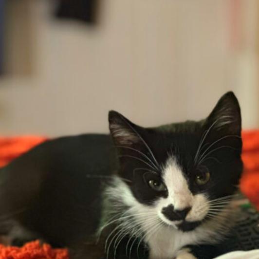 Enlarge Fern, a Adoptable Domestic Short Hair in Chapel Hill, NC image 2/2