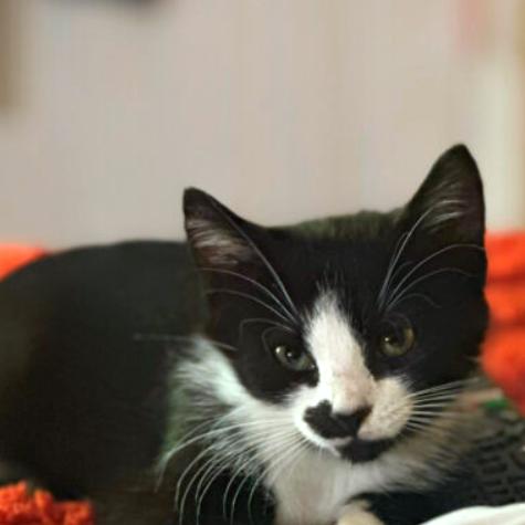 Fern, Adoptable, Young Female Domestic Short Hair.