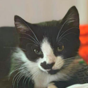 Fern, Adoptable, Young Female Domestic Short Hair.