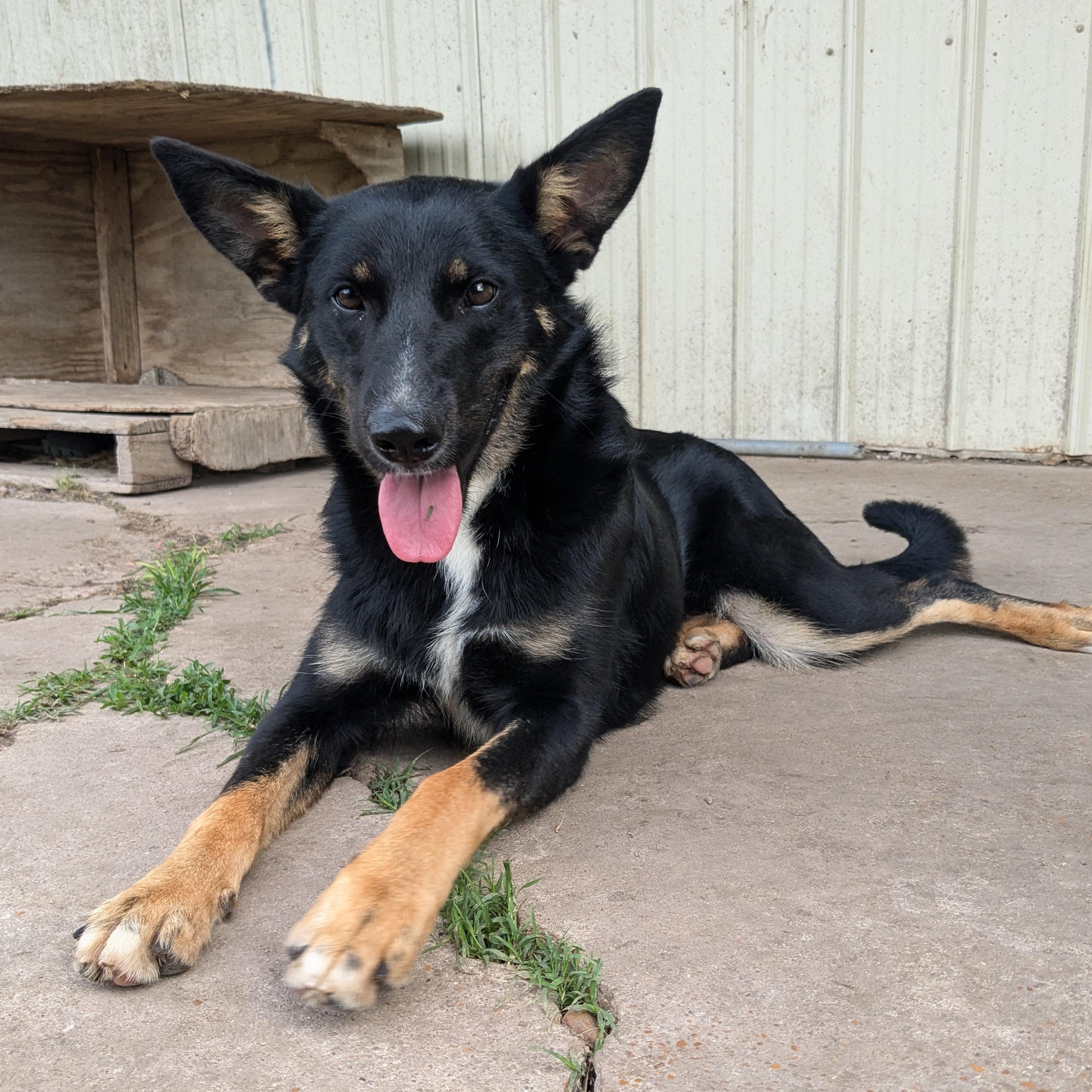 Enlarge Hiedi, a Adopted mixed breed in Newport, AR image 1/6