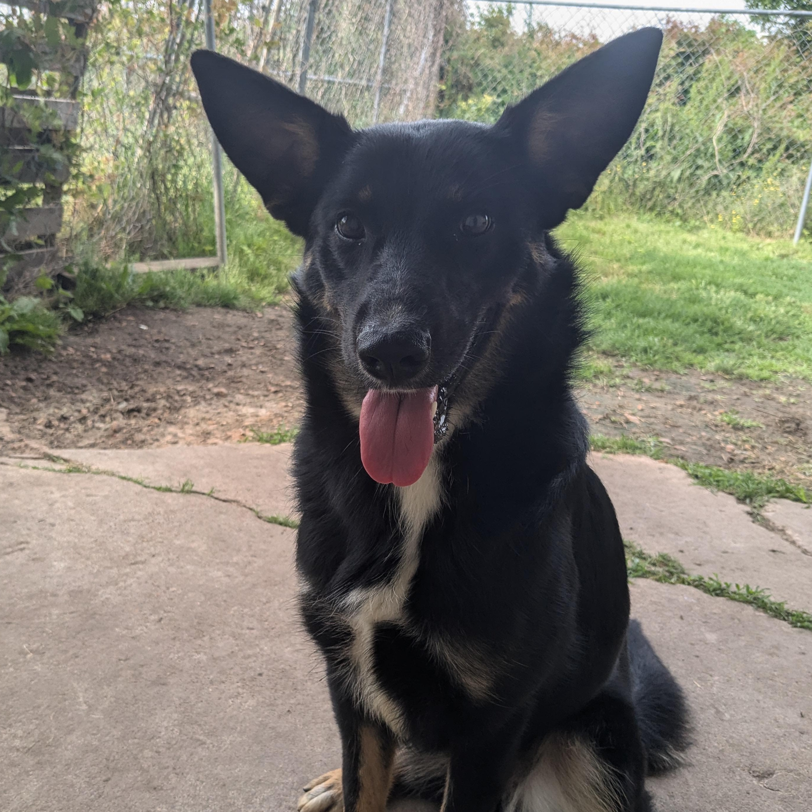 Enlarge Hiedi, a Adopted mixed breed in Newport, AR image 2/6