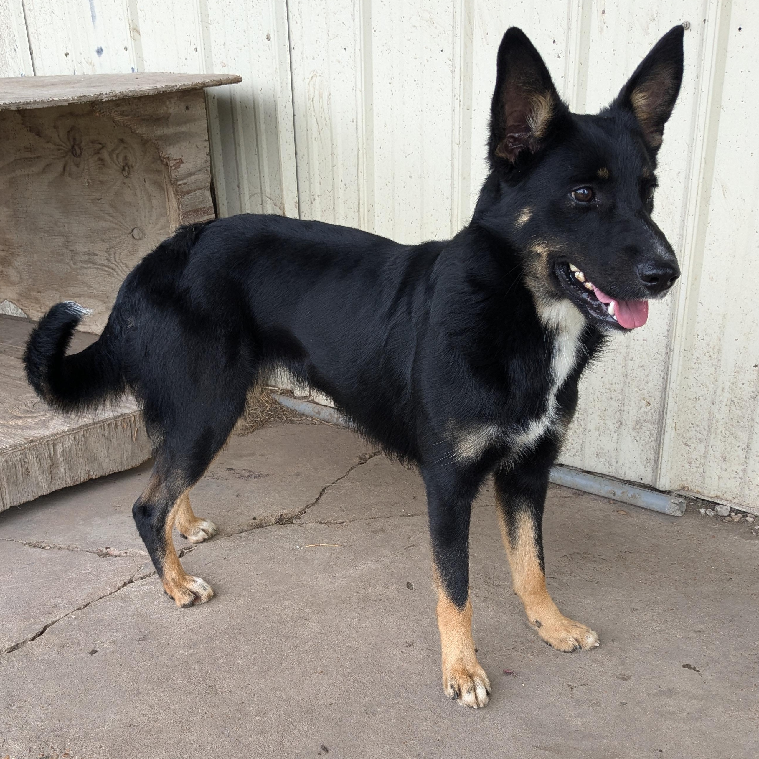 Enlarge Hiedi, a Adopted mixed breed in Newport, AR image 5/6