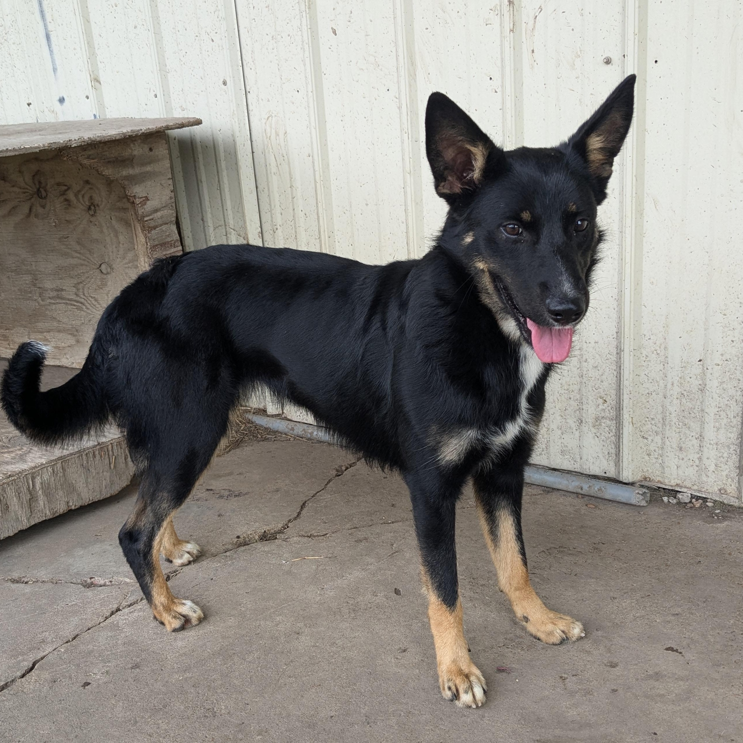 Enlarge Hiedi, a Adopted mixed breed in Newport, AR image 6/6