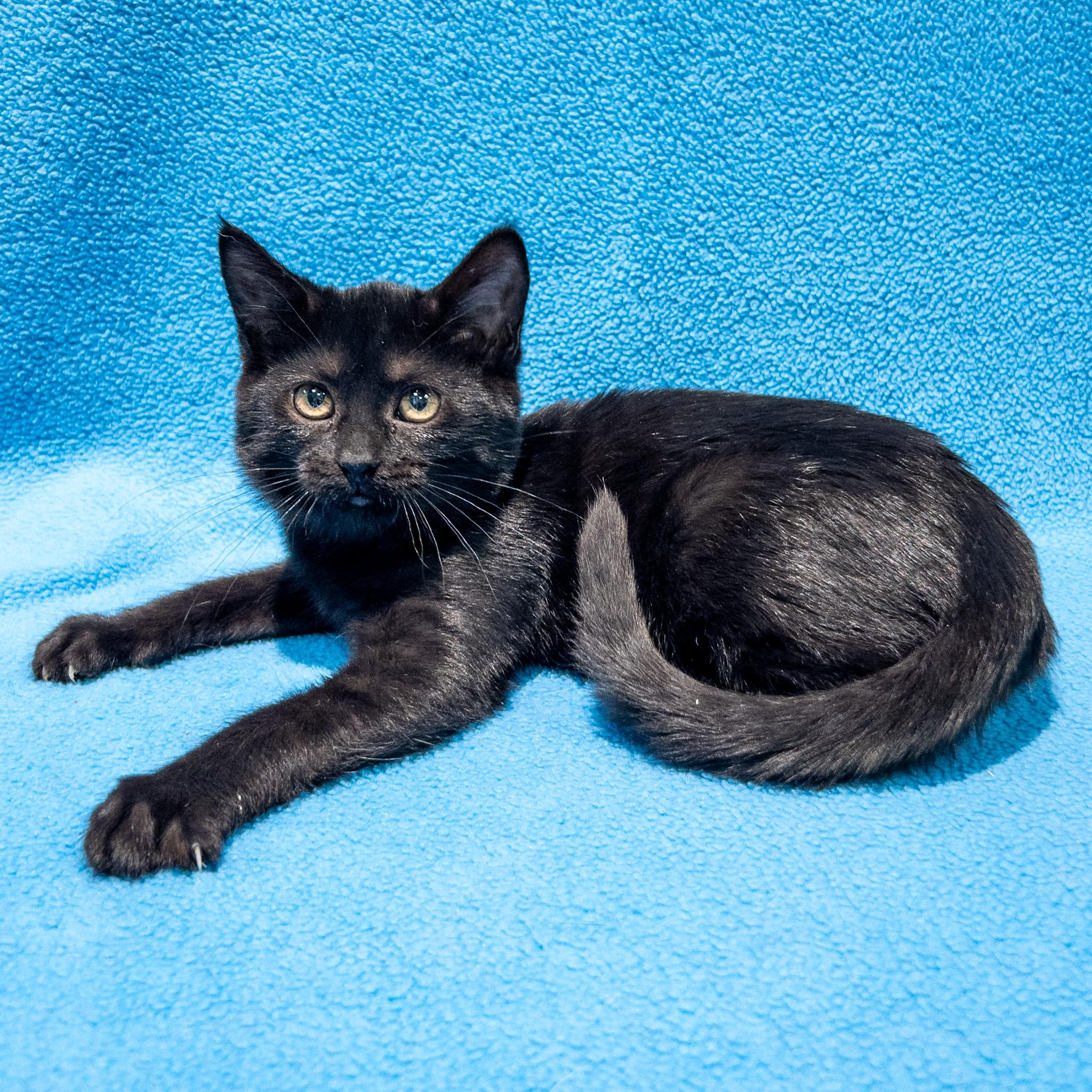 Somerset, a Adoptable mixed breed in Overland Park, KS image 1/2
