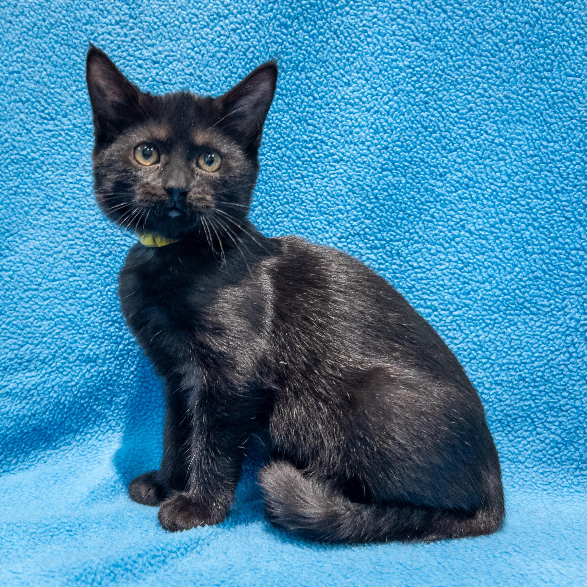 Somerset, a Adoptable mixed breed in Overland Park, KS image 2/2