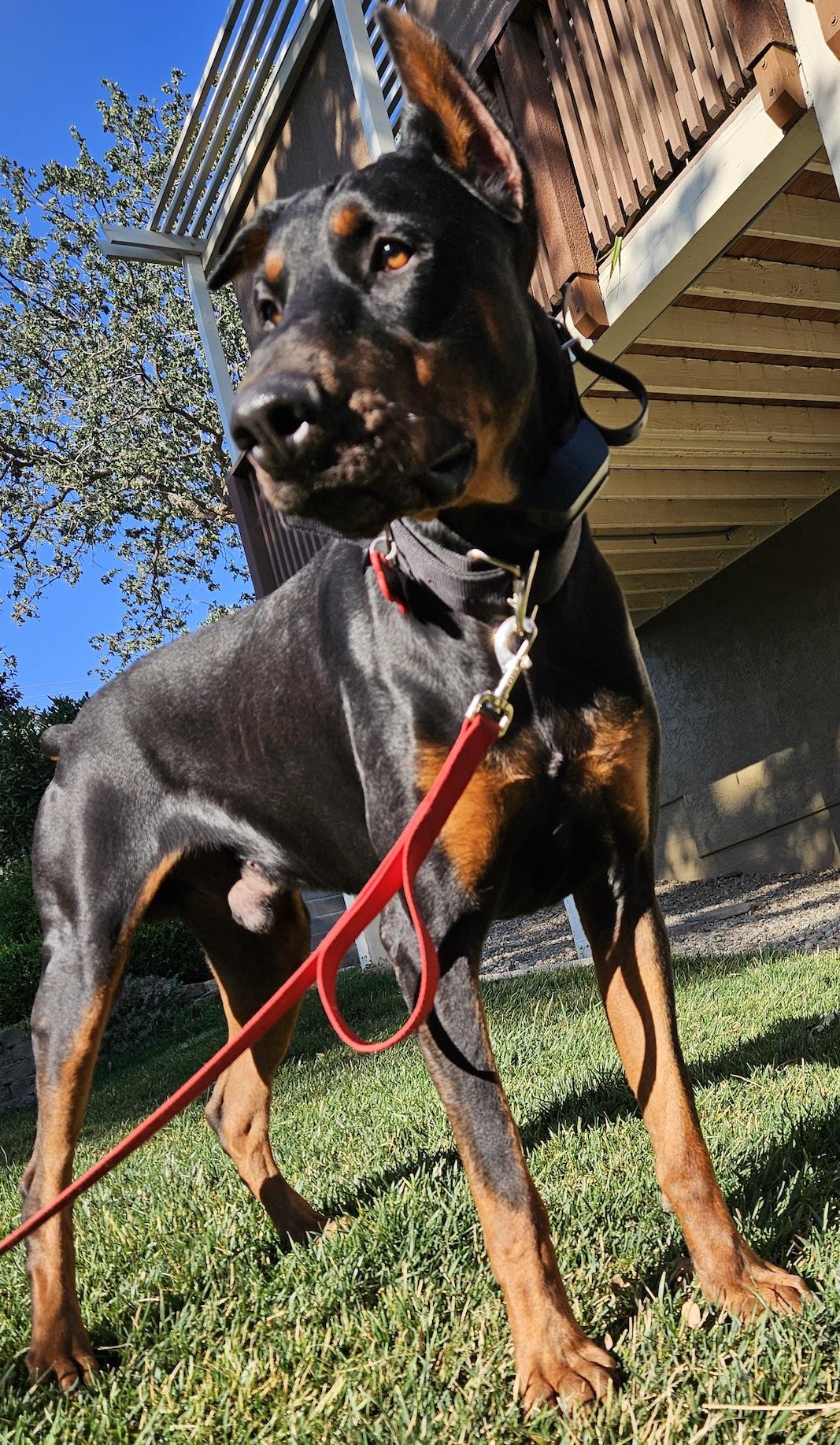 Enlarge Brutus, an adopted Doberman Pinscher in Tehachapi, CA image 3/4