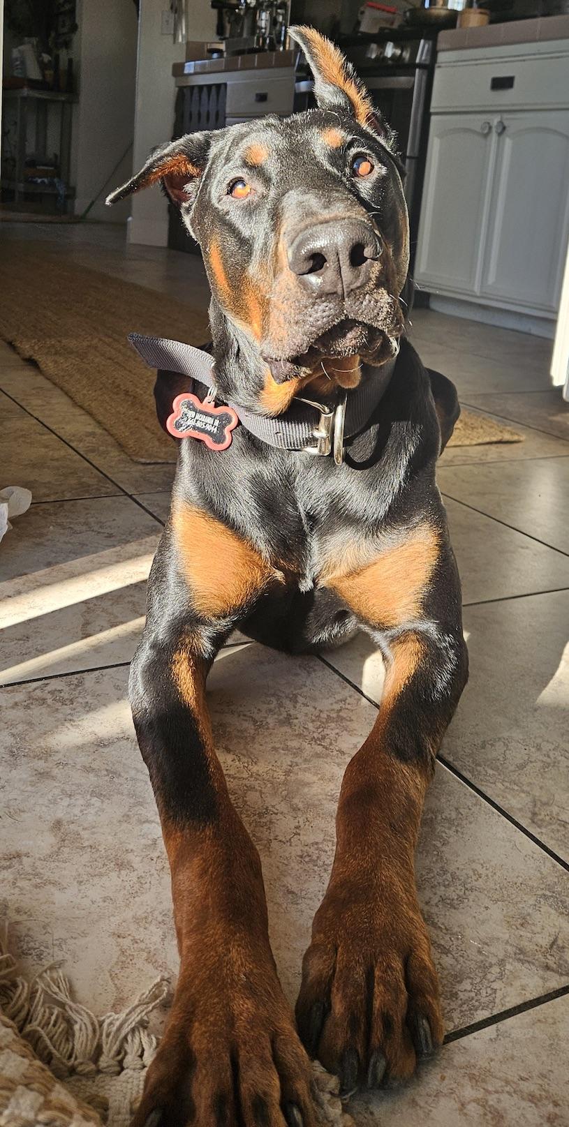 Enlarge Brutus, an adopted Doberman Pinscher in Tehachapi, CA image 2/4