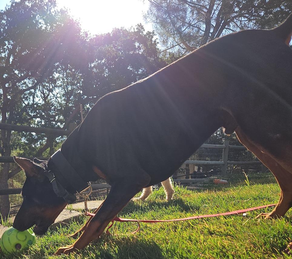 Enlarge Brutus, an adopted Doberman Pinscher in Tehachapi, CA image 4/4