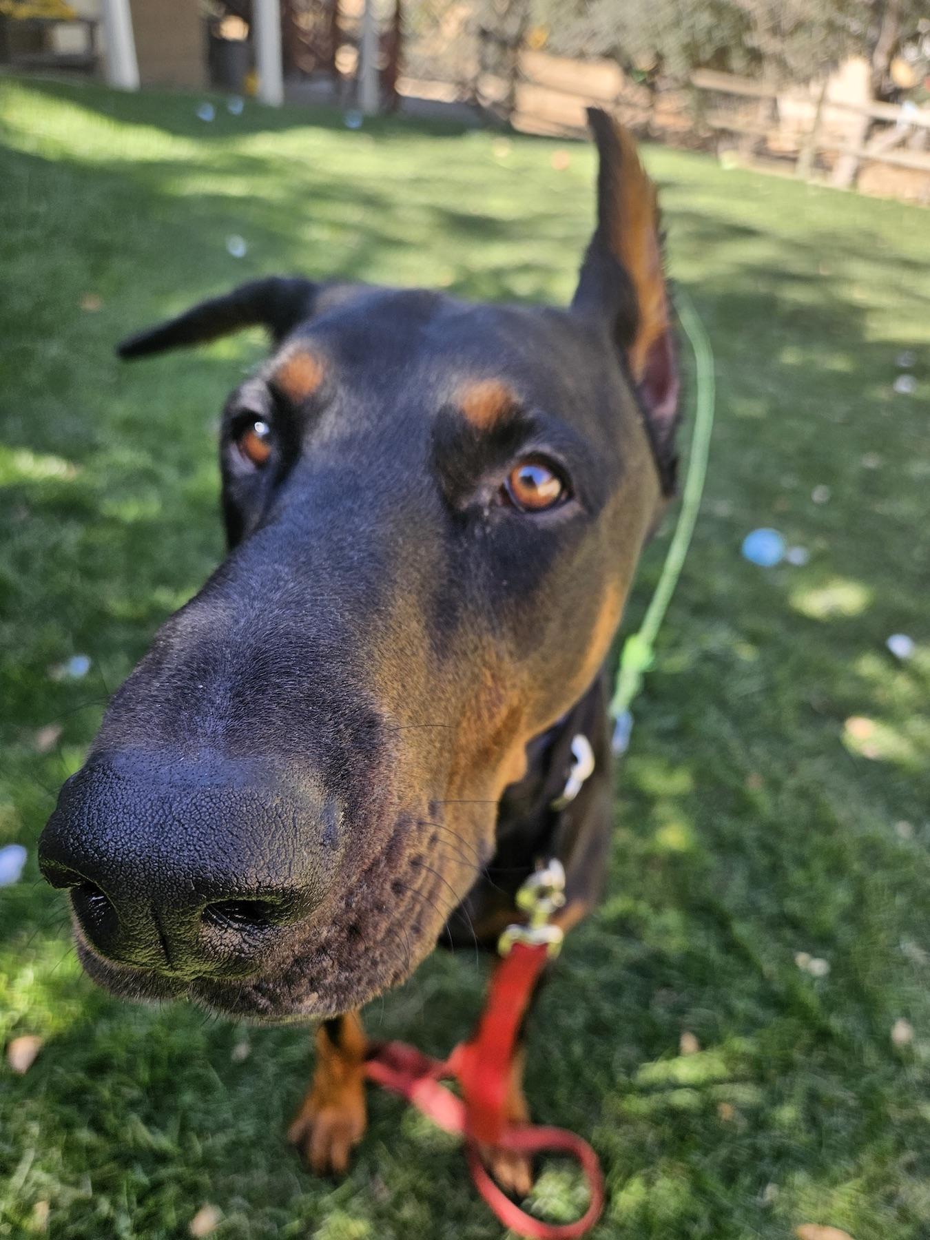 Brutus, adopted, Young Male Doberman Pinscher.