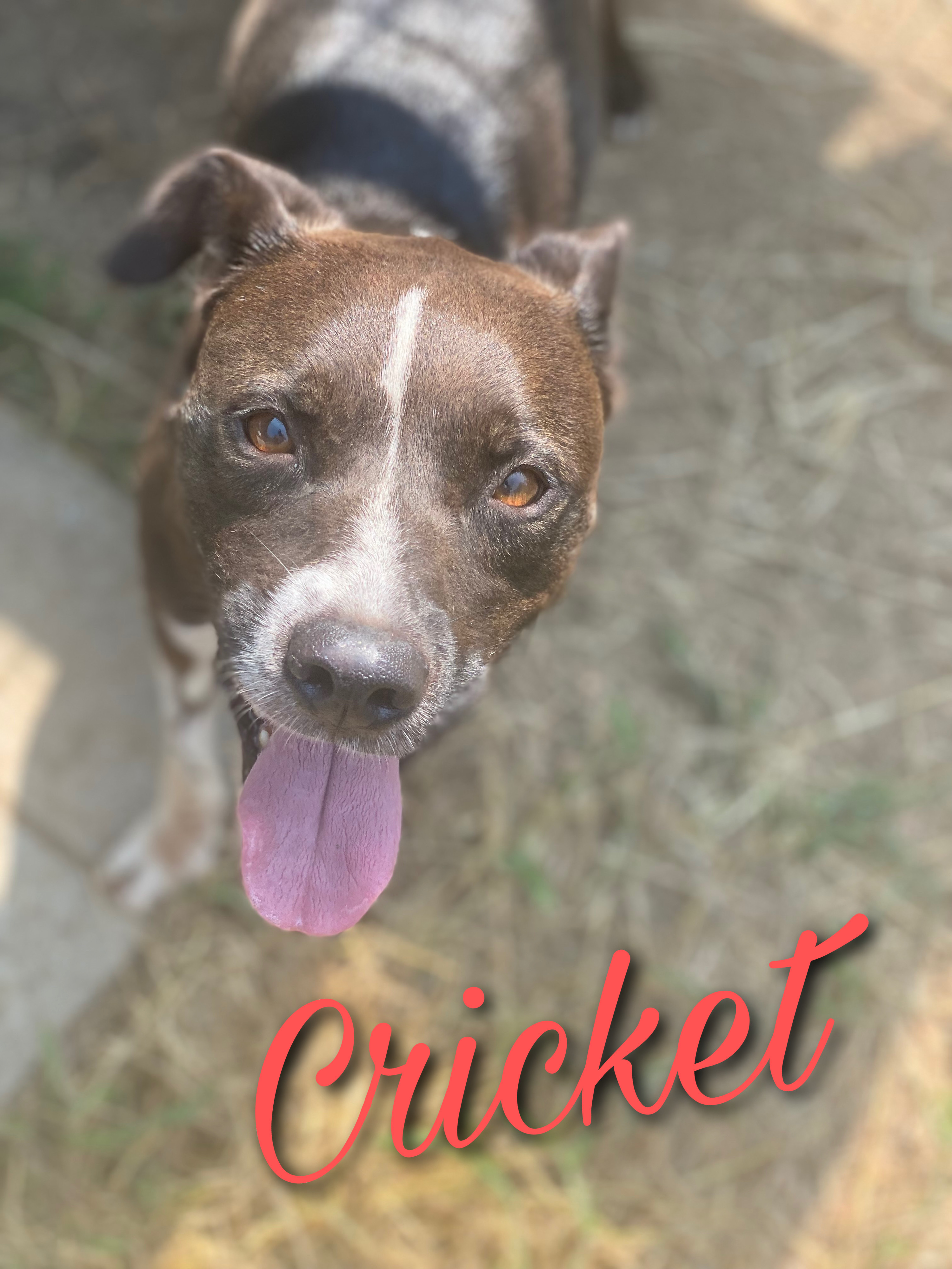 Cricket, a Adoptable mixed breed in Dallas, TX image 1/2