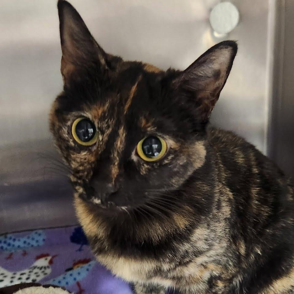 Enlarge Amber, a Adoptable Domestic Short Hair in Allyn, WA image 1/1