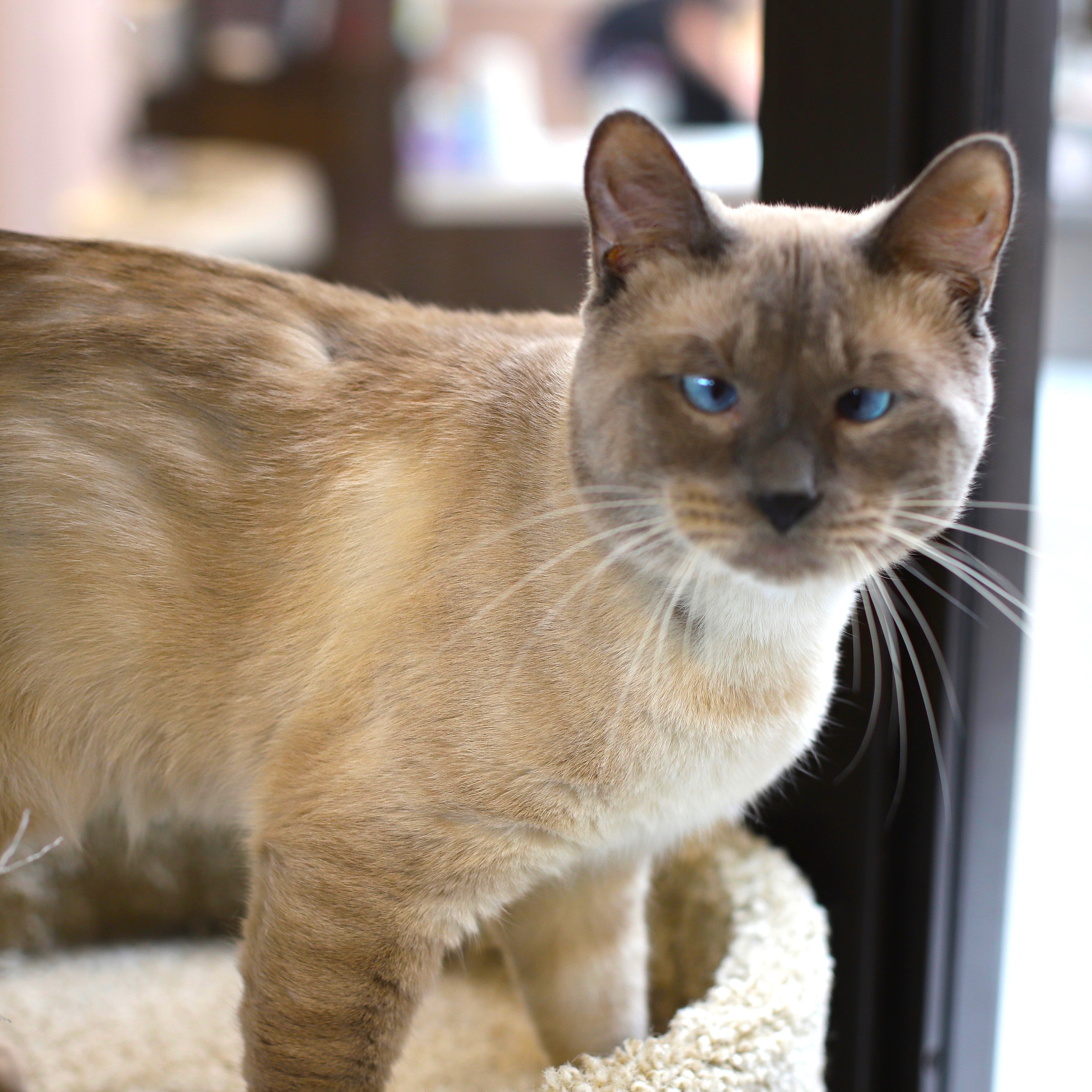 Beaker, Adopted, Adult Male Siamese.