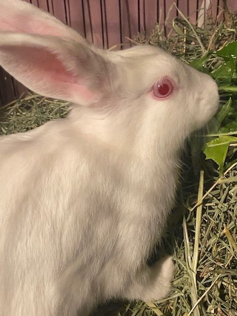 Cheesecake, a Adoptable mixed breed in Los Angeles, CA image 1/6