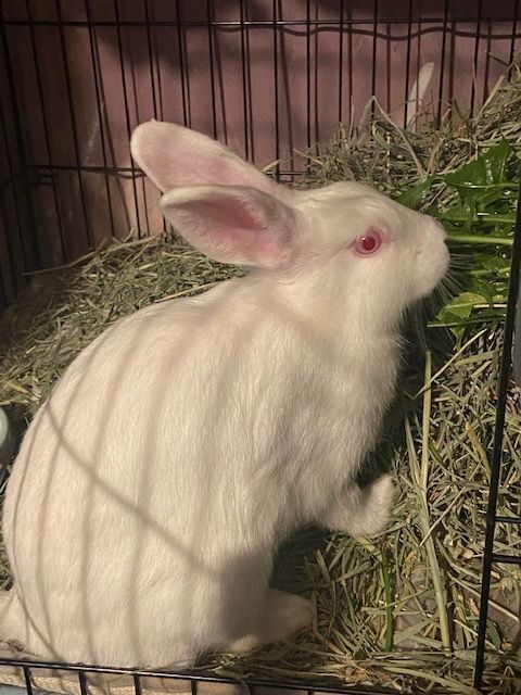 Cheesecake, a Adoptable mixed breed in Los Angeles, CA image 2/6