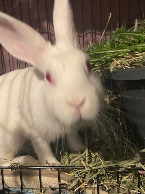 Cheesecake, a Adoptable mixed breed in Los Angeles, CA image 3/6