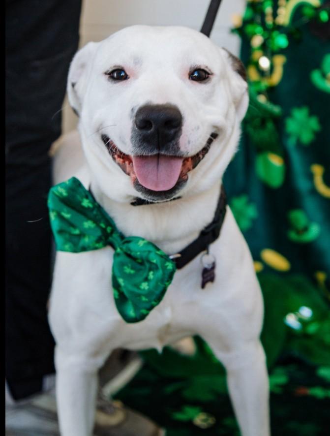 Enlarge NICK, a Adoptable mixed breed in Toledo, OH image 1/1
