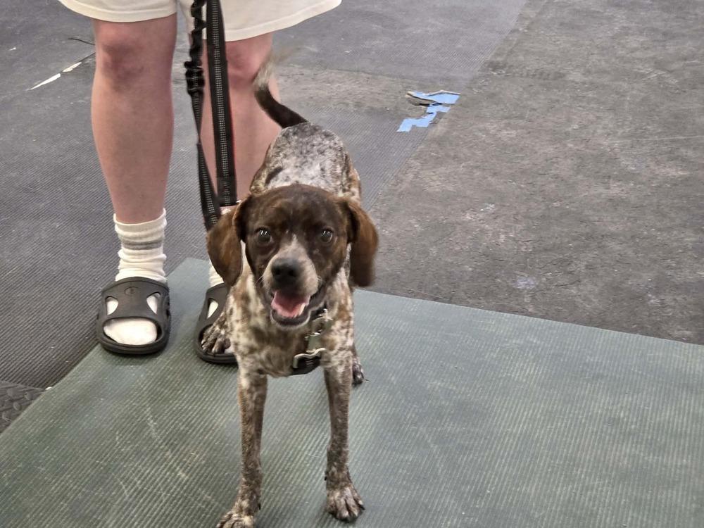 Enlarge Bandit, a Adoptable mixed breed in Lockhart, TX image 2/6