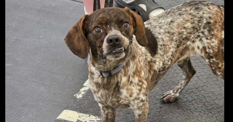 Enlarge Bandit, a Adoptable mixed breed in Lockhart, TX image 4/6