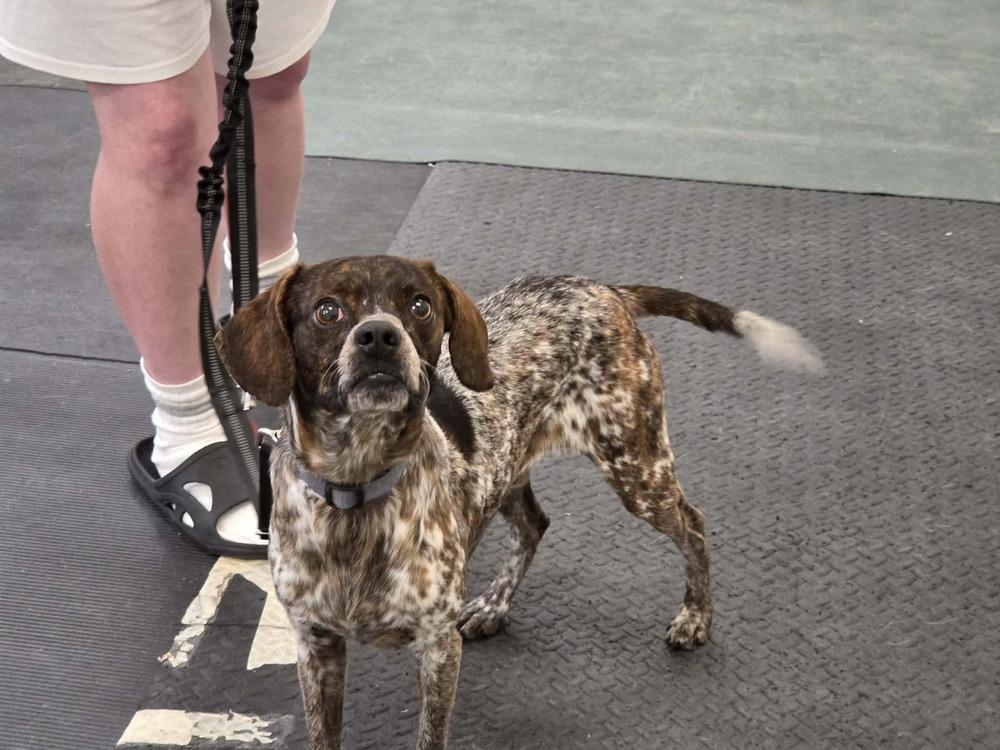 Enlarge Bandit, a Adoptable mixed breed in Lockhart, TX image 5/6