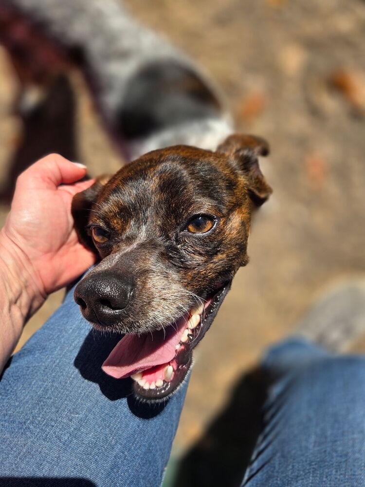 Enlarge Bandit, a Adoptable mixed breed in Lockhart, TX image 6/6