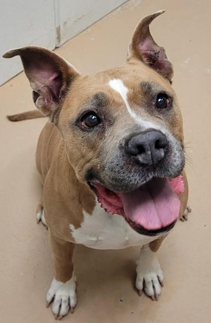 Chalet, Adoptable, Adult Female Staffordshire Bull Terrier & Mixed Breed.