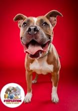 Chalet, Adoptable, Adult Female Staffordshire Bull Terrier & Mixed Breed.