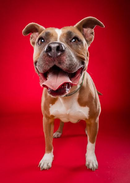 Chalet, a Adoptable mixed breed in Phoenix, AZ image 3/3