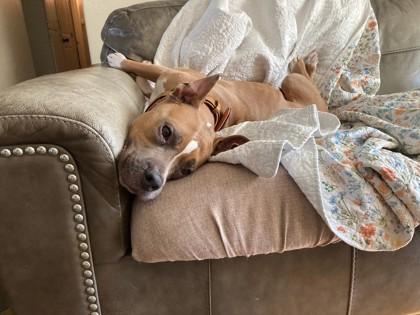 Enlarge Chalet, a Adoptable mixed breed in Phoenix, AZ image 2/3