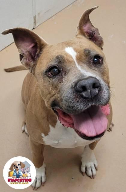 Enlarge Chalet, a Adoptable mixed breed in Phoenix, AZ image 3/3