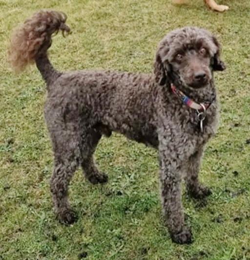 Enlarge Theo-Courtesy Posting!, a ADOPTABLE Poodle in Somerville, MA image 3/3