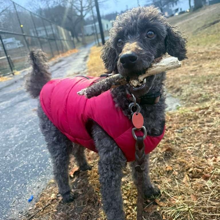 Enlarge Theo-Courtesy Posting!, a ADOPTABLE Poodle in Somerville, MA image 1/3
