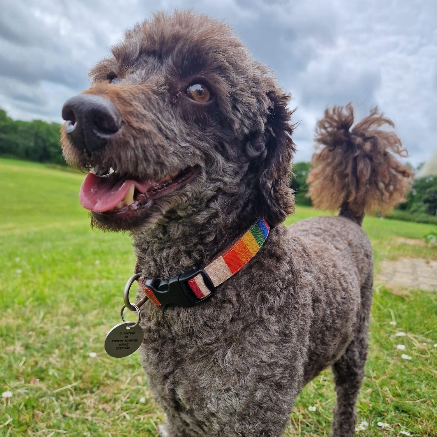 Enlarge Theo-Courtesy Posting!, a ADOPTABLE Poodle in Somerville, MA image 2/3