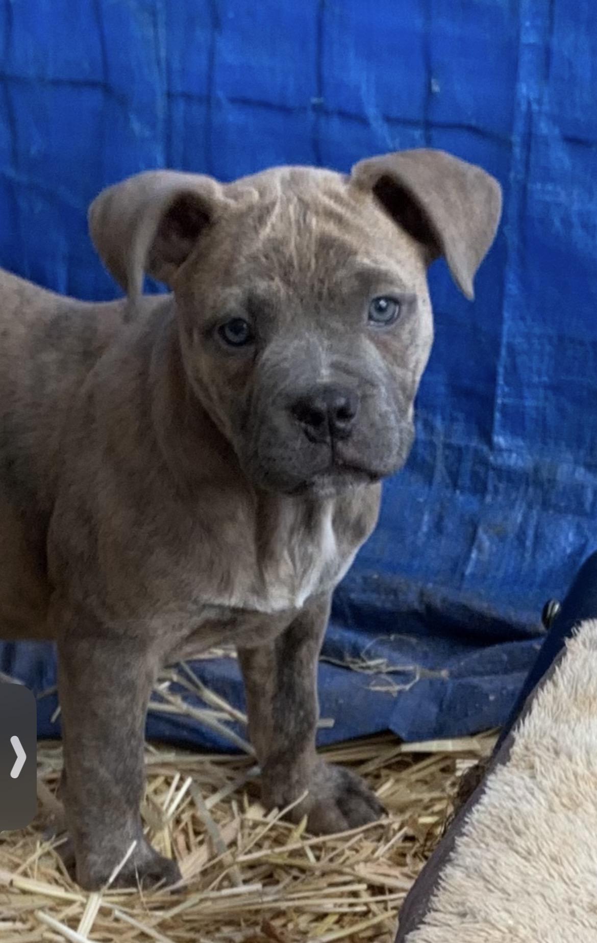 Gidget, a Adoptable mixed breed in Arnold, MO image 2/3