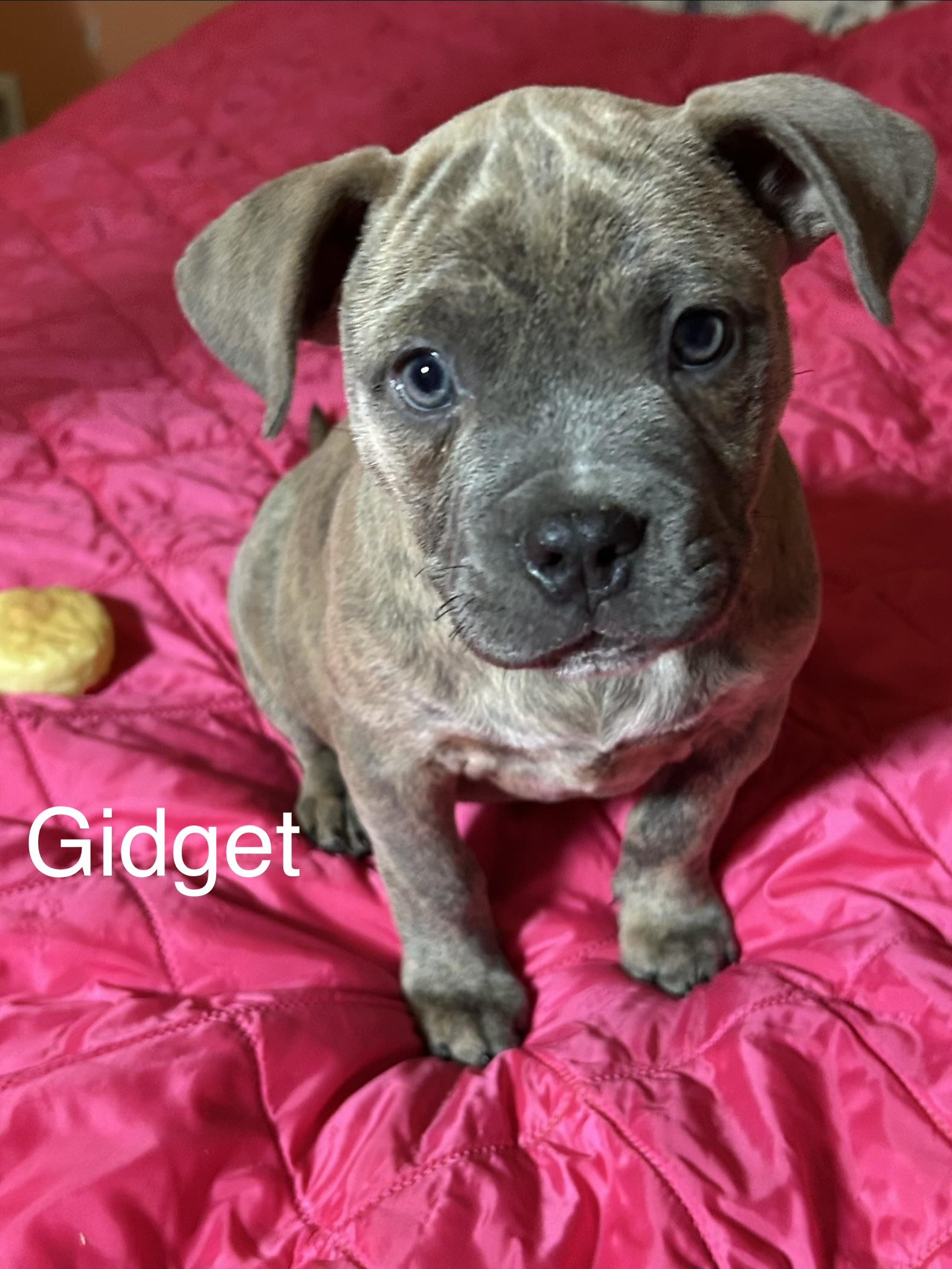 Gidget, a Adoptable mixed breed in Arnold, MO image 1/3